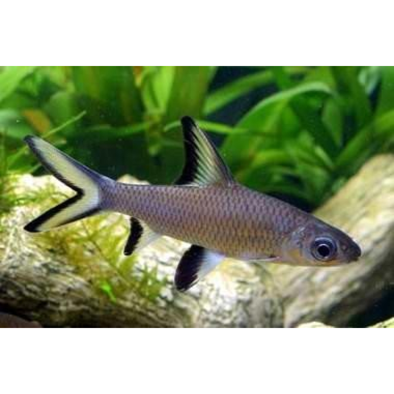 Balantiocheilus Melanopterus